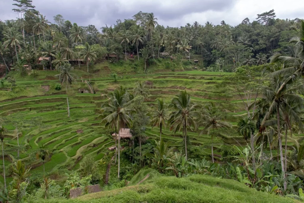 tegalalang rice terrace nearby attraction